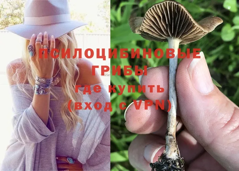 наркотики  Верхоянск  Галлюциногенные грибы Psilocybe 